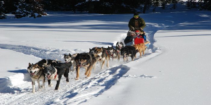 Huskys ziehen ein Gespann