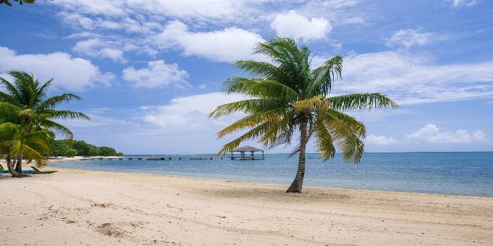 Bild von einem Strand und einer Palme