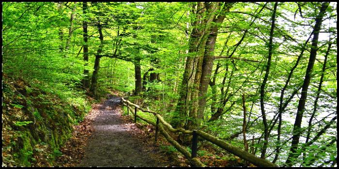 Waldweg im Bayerischen Wald
