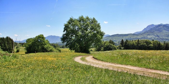 Blumenwiese wo ein Radweg verläuft