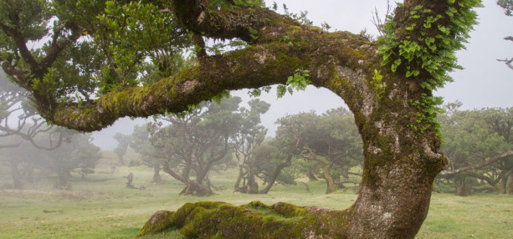 Wanderurlaub auf Madeira meine Tipps