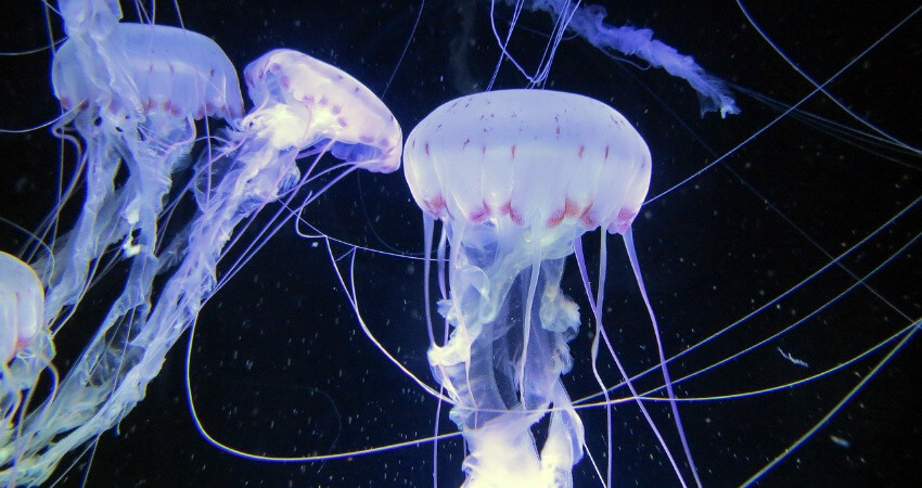 Leuchtende Quallen bei dunklem Hintergrund.