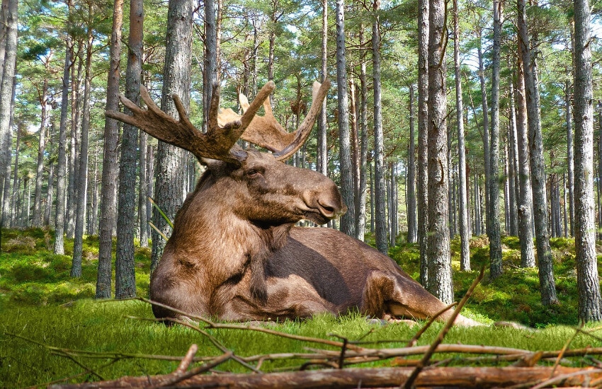 Ein Elch liegt im Wald auf einem mit kurzem Gras bewachsenen Boden.