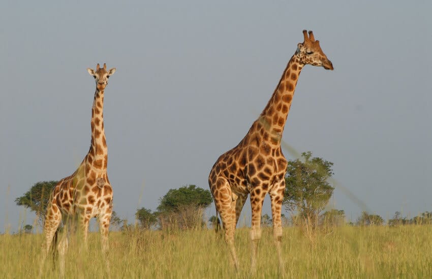 Zwei Giraffen in einer mit Gras bewachsenen Savanne in Uganda.