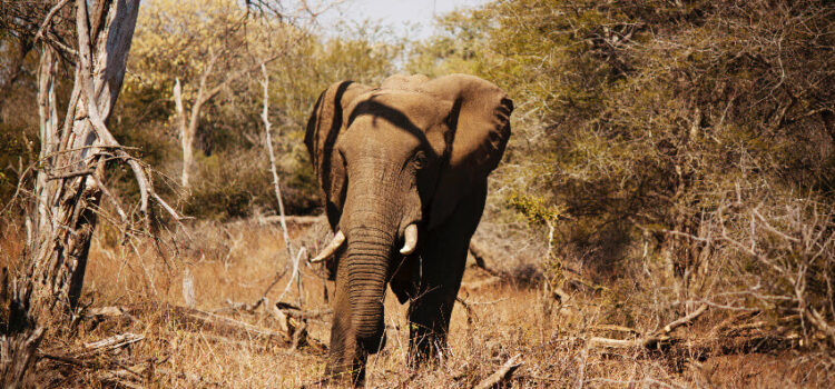Die Wildtierwunder Südafrikas: Eine faszinierende Südafrika Rundreise